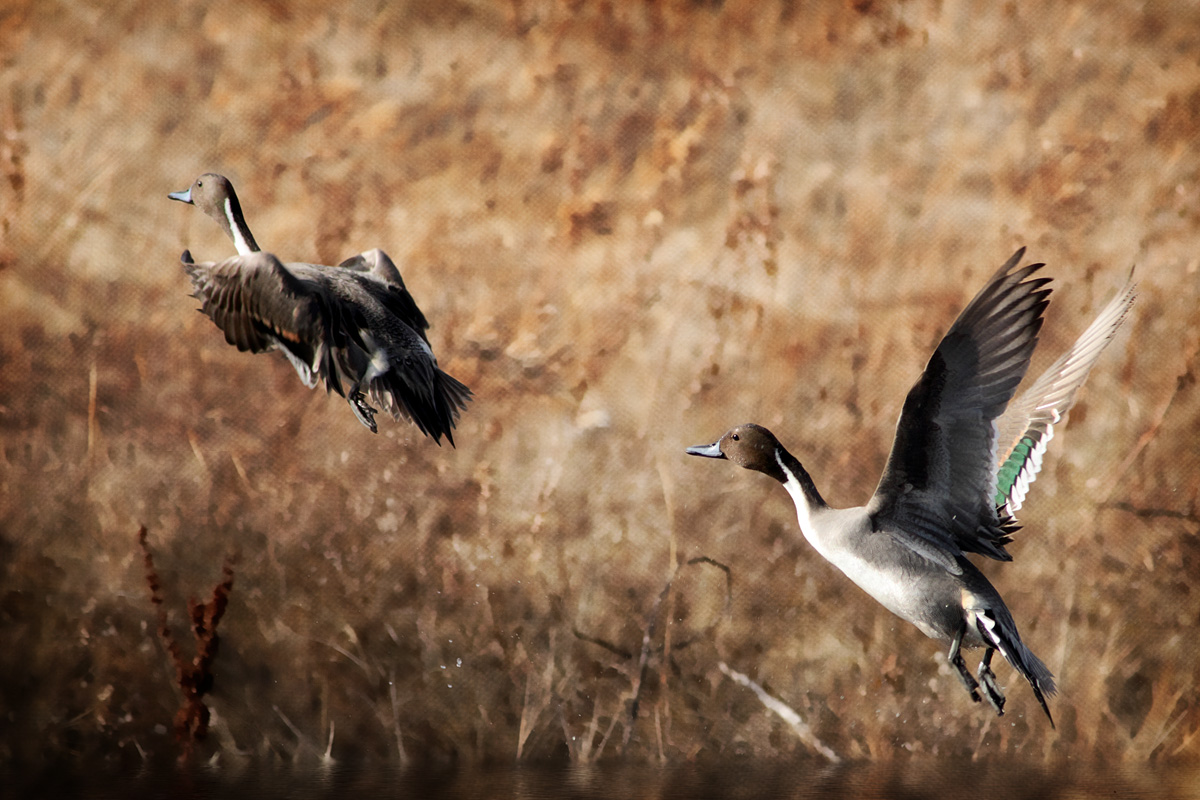 Pintail 2