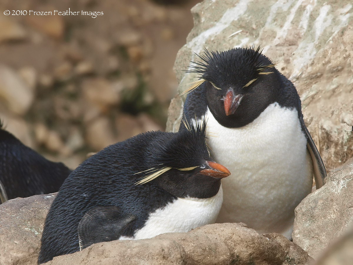 Rockhopper Penguin Pair