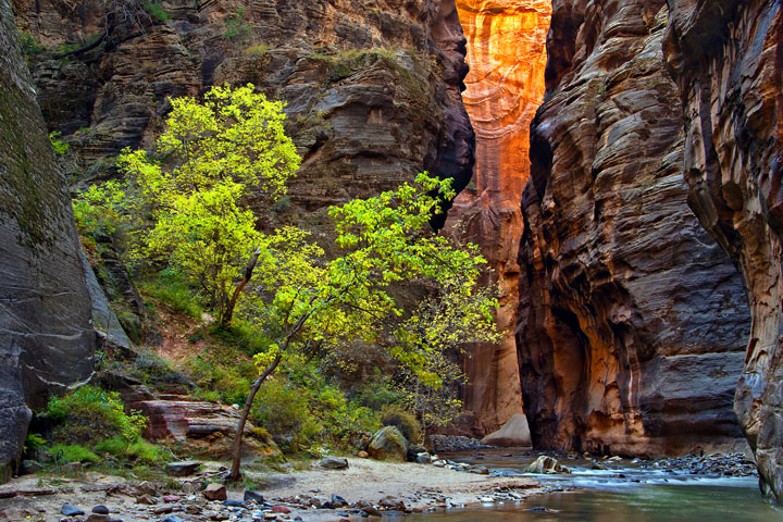 Light in the Zion Narrow
