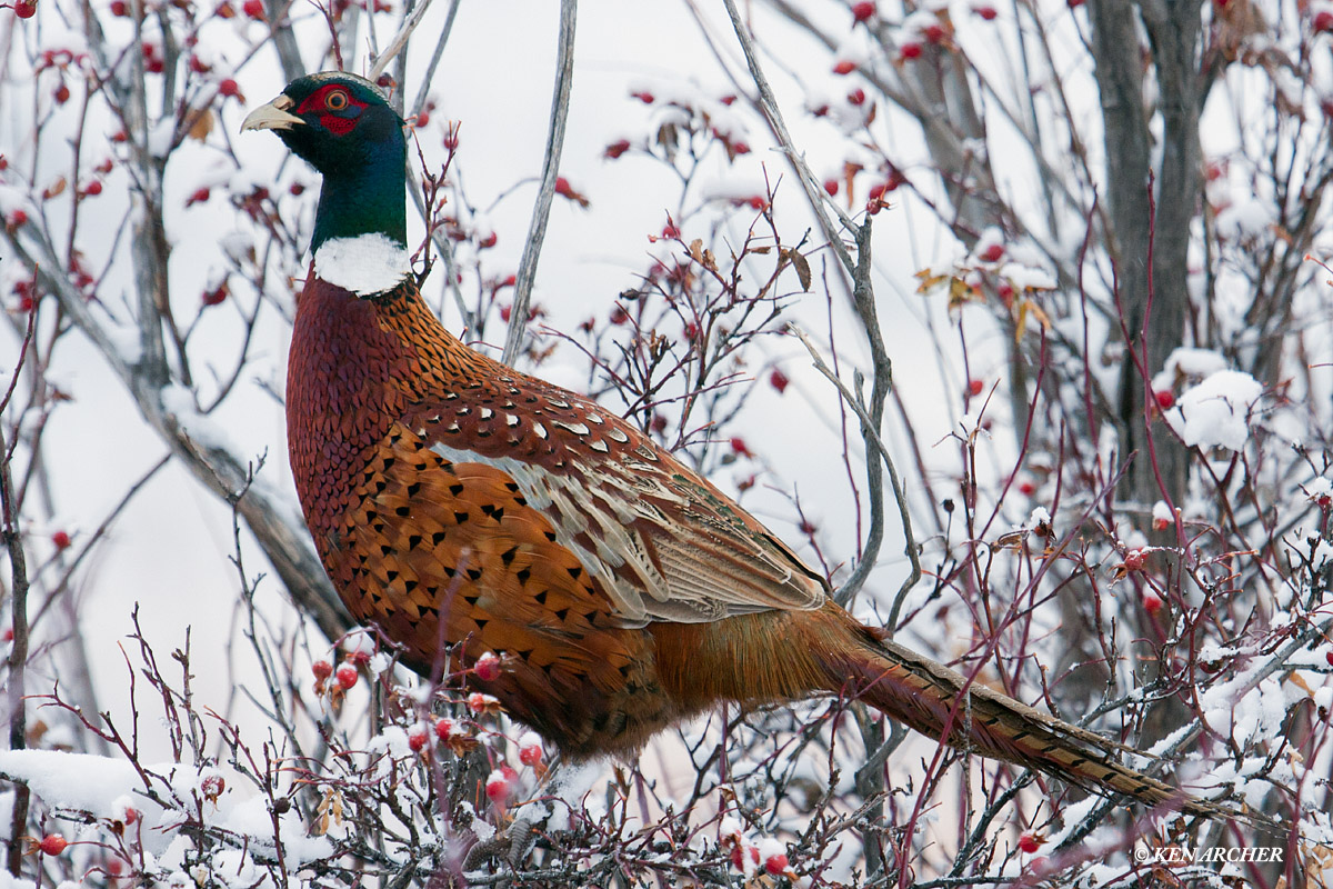 Ring-necked Pheasant