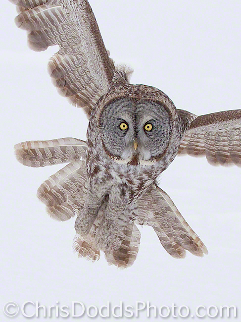 Great Gray Owl