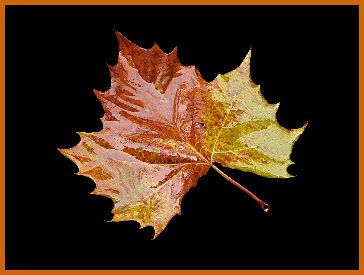 Leaf in the Rain