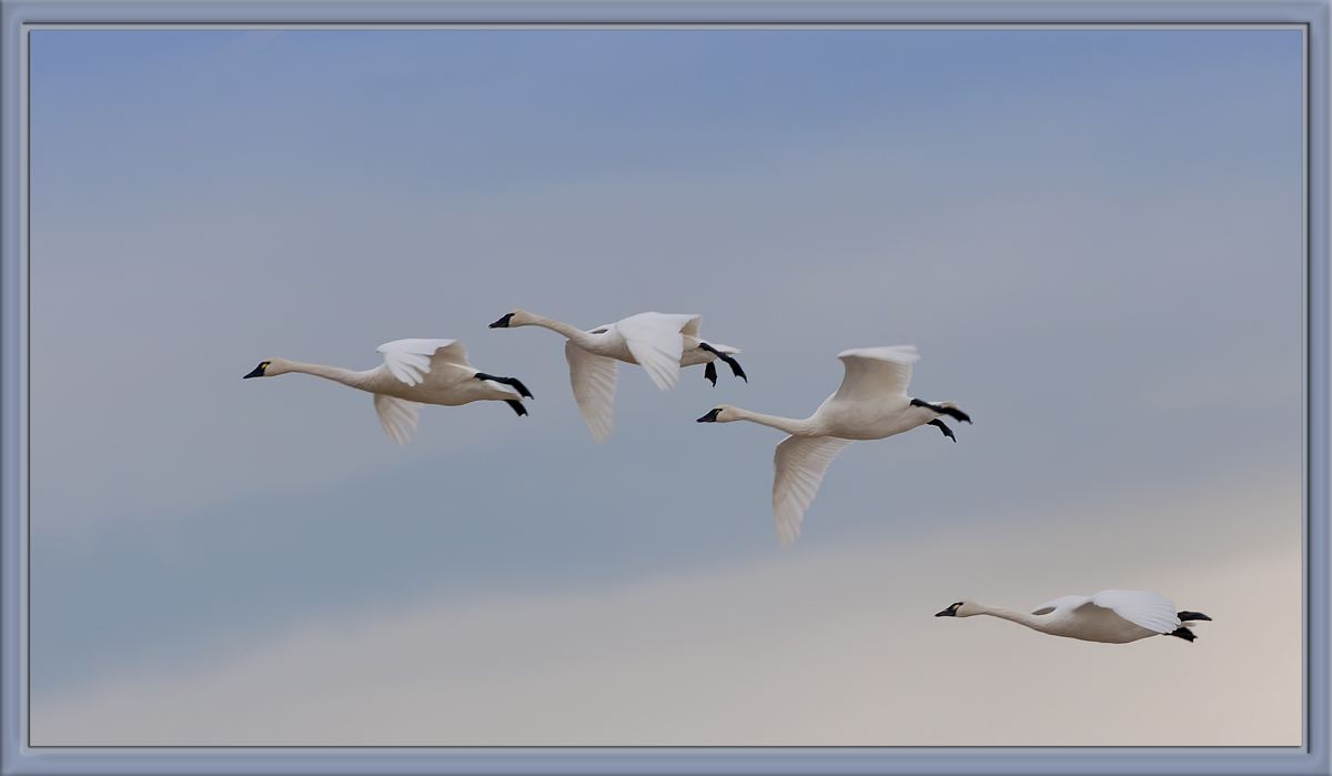 Tundra Swans 