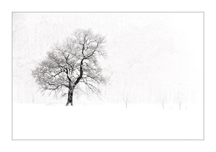 Winter trees...