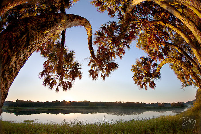 Arching Palms