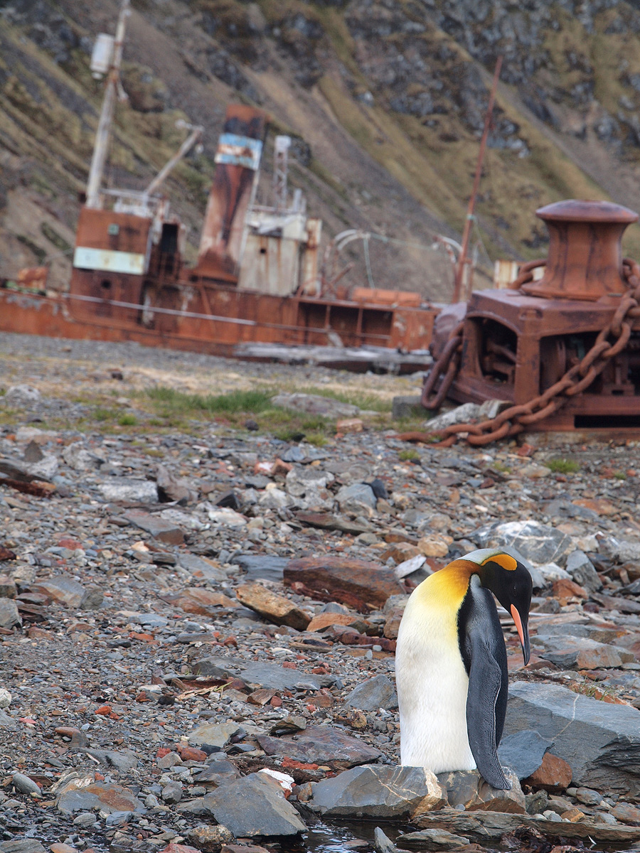 Grytviken, South Georgia