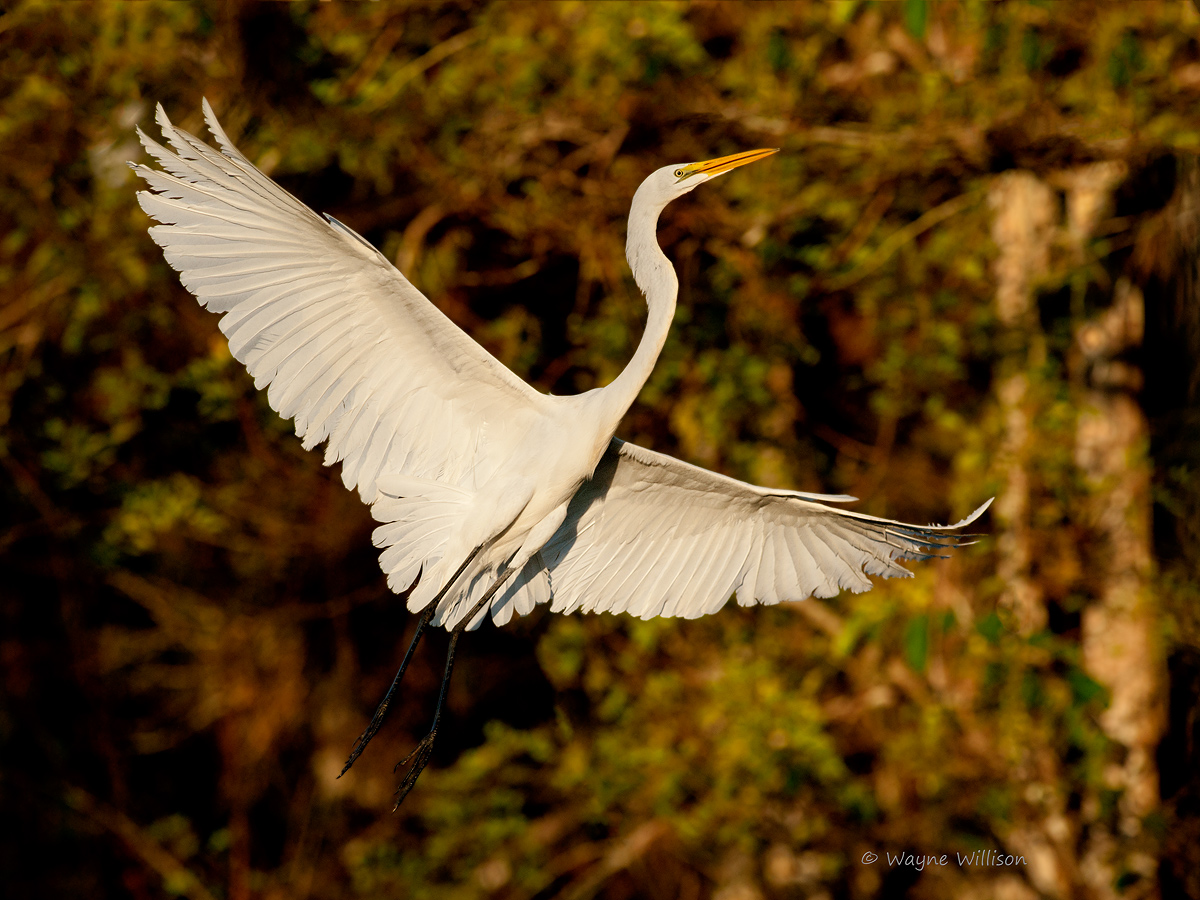 Great Egret
