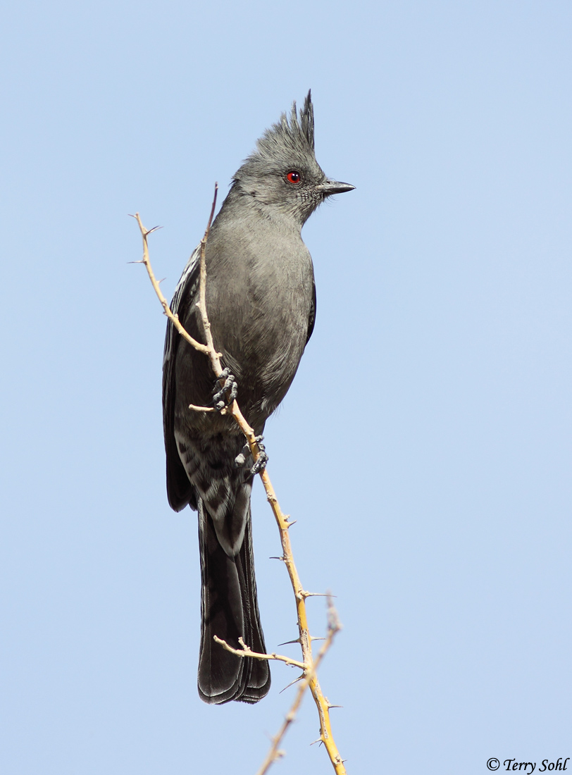 Phainopepla