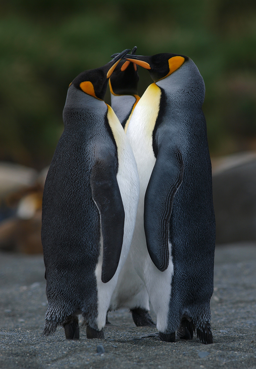 King Penguins