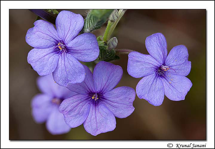 Blue eranthemum 3