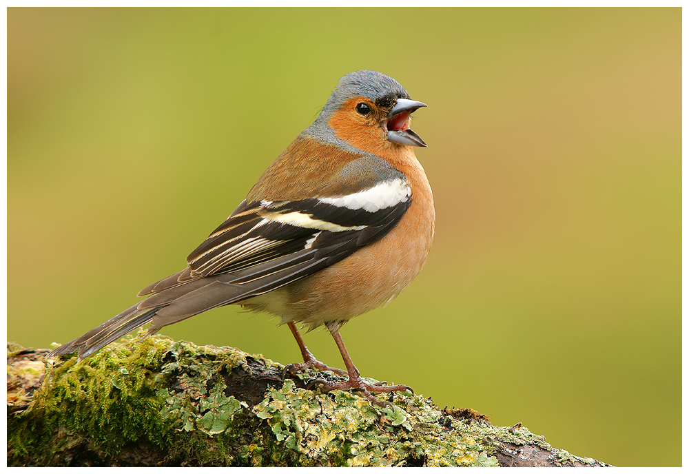 Male Chaffinch