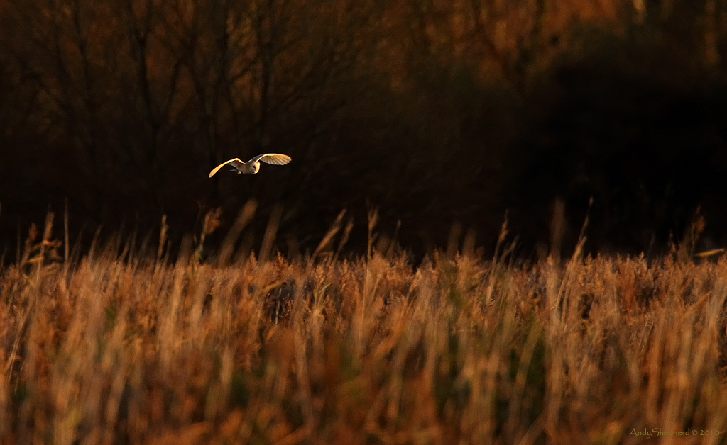 Barn Owl at last light