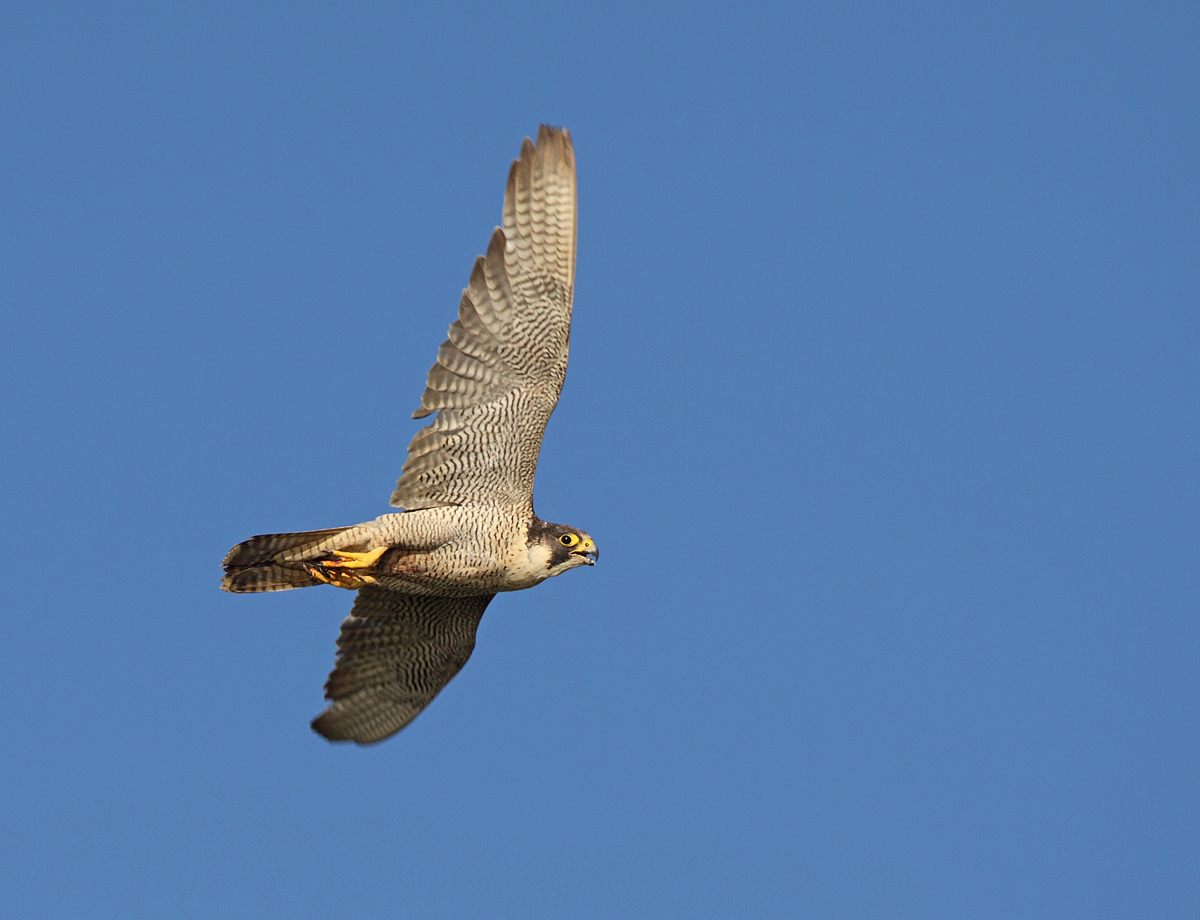 Bempton Peregrine