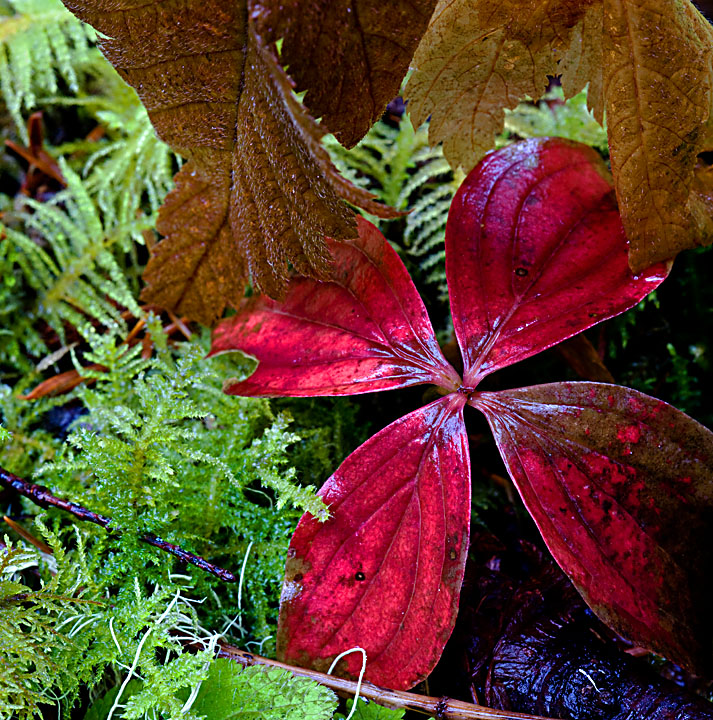 Forest Floor