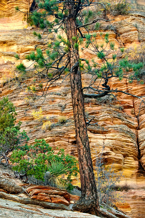 Solitary Pine