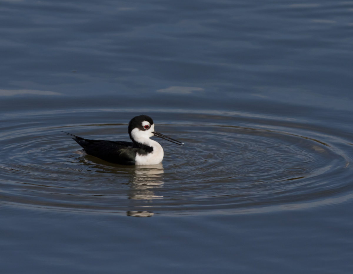 Duck behavior
