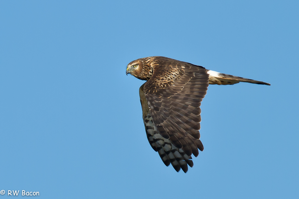 Northern Harrier