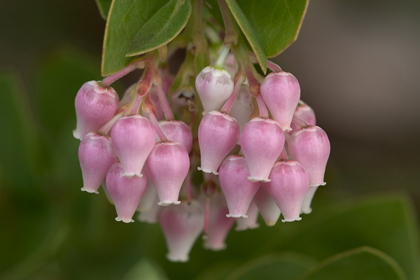 Hearst Manzanita (see repost below)