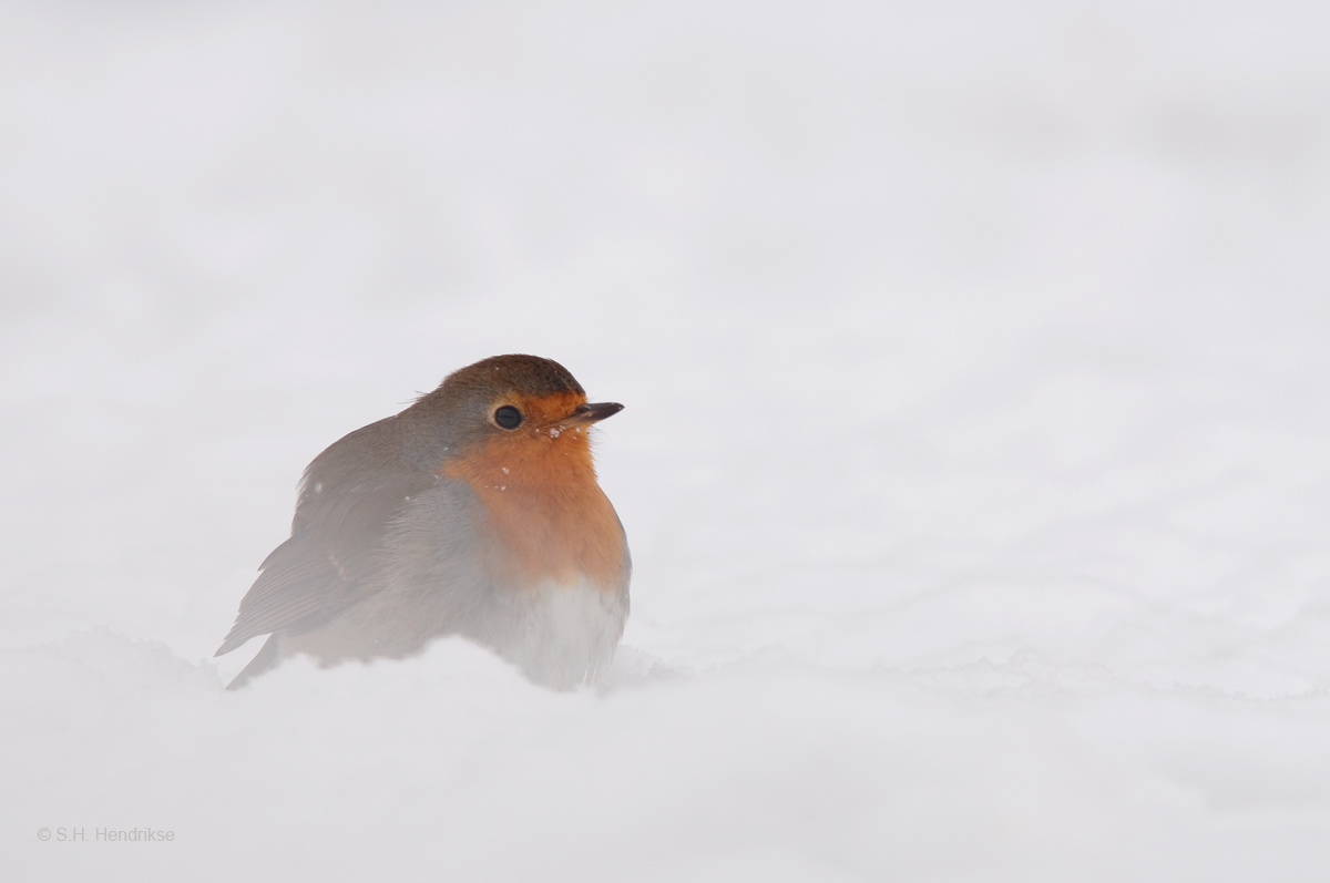 Winter Robin