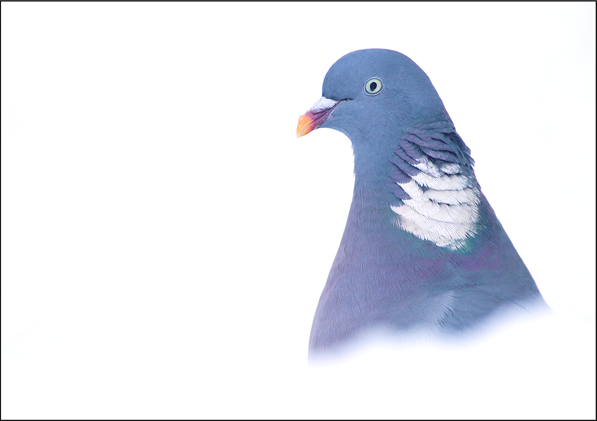 Woodpigeon in snow.