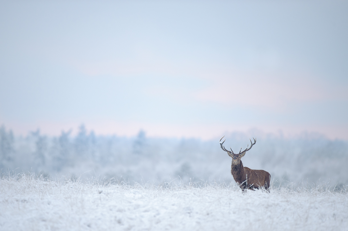 Red deer 