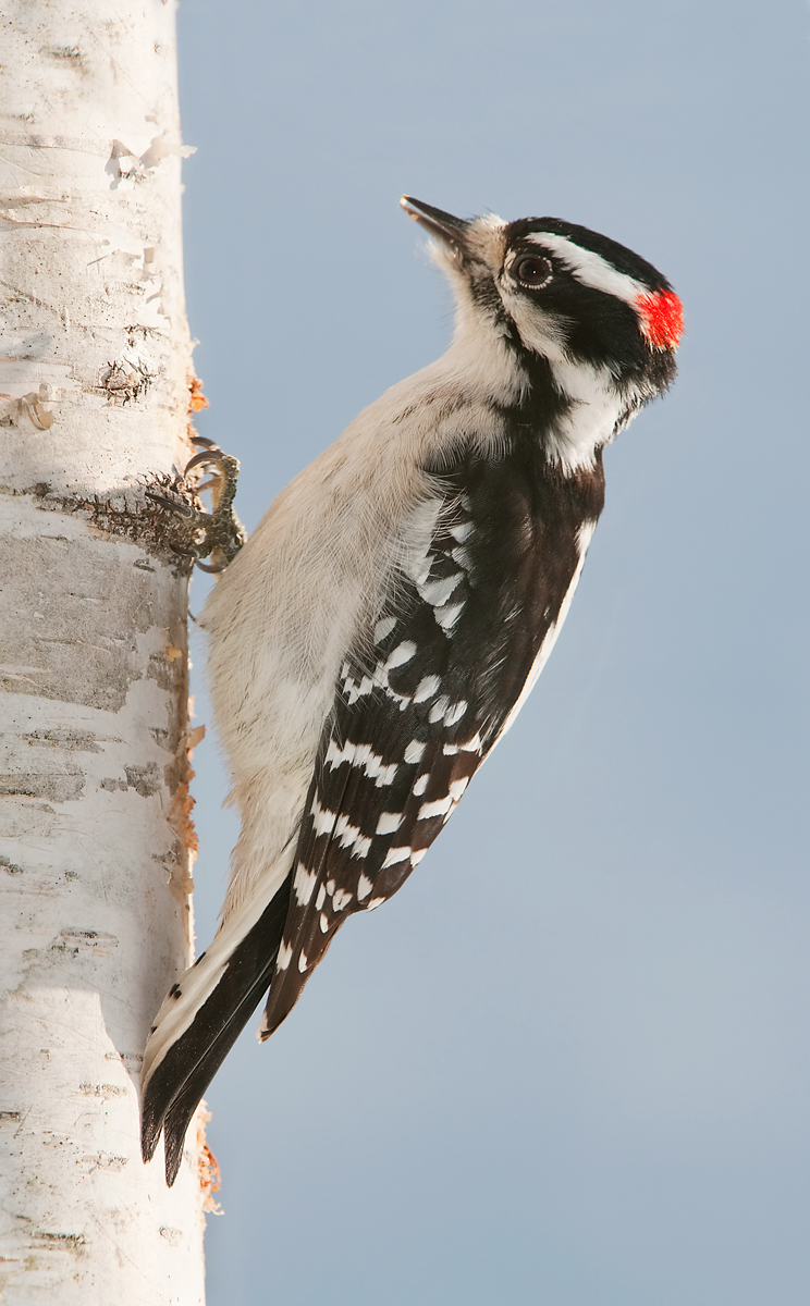 Downy Woodpecker