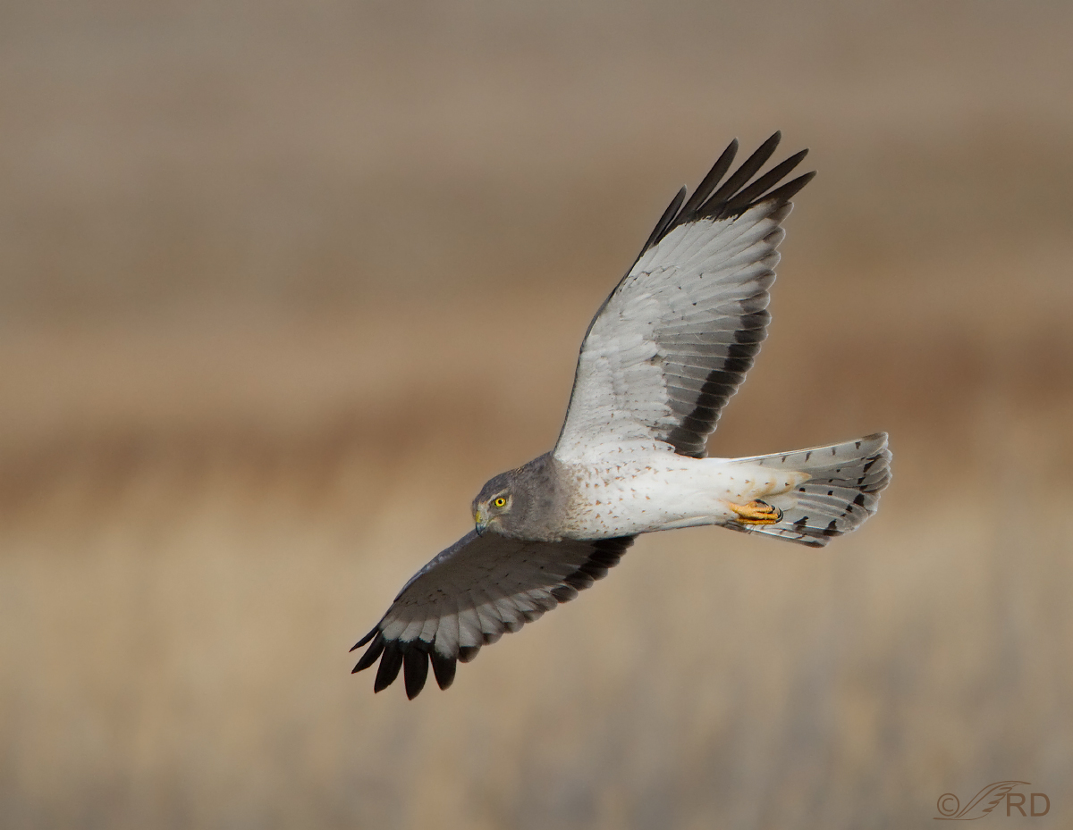 Northern Harrier