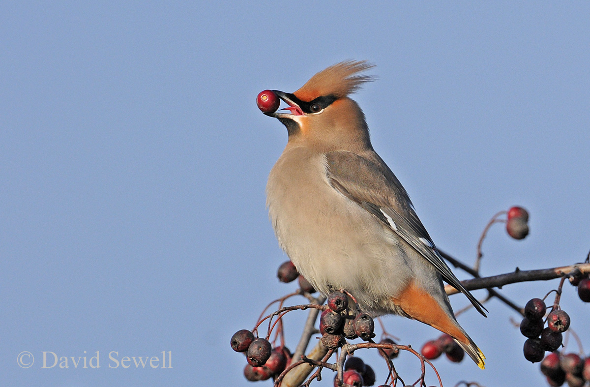 Waxwing