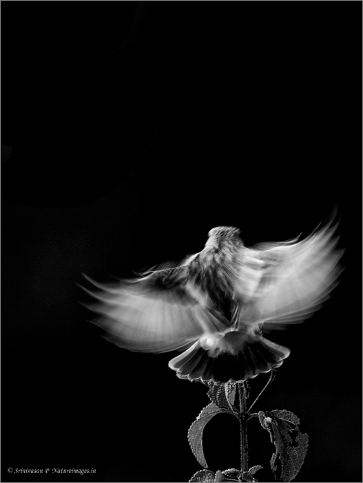 The Landing