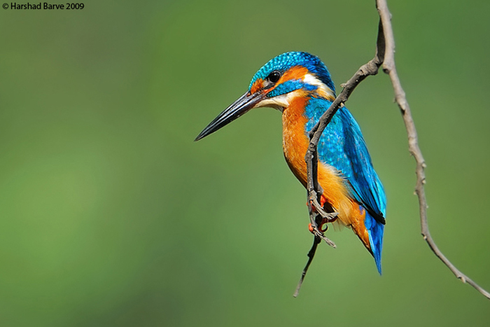 Commom King Fisher