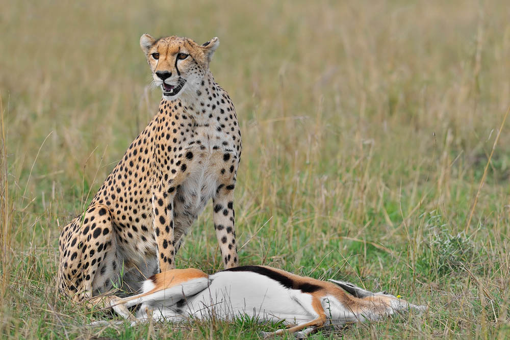 Cheetah
