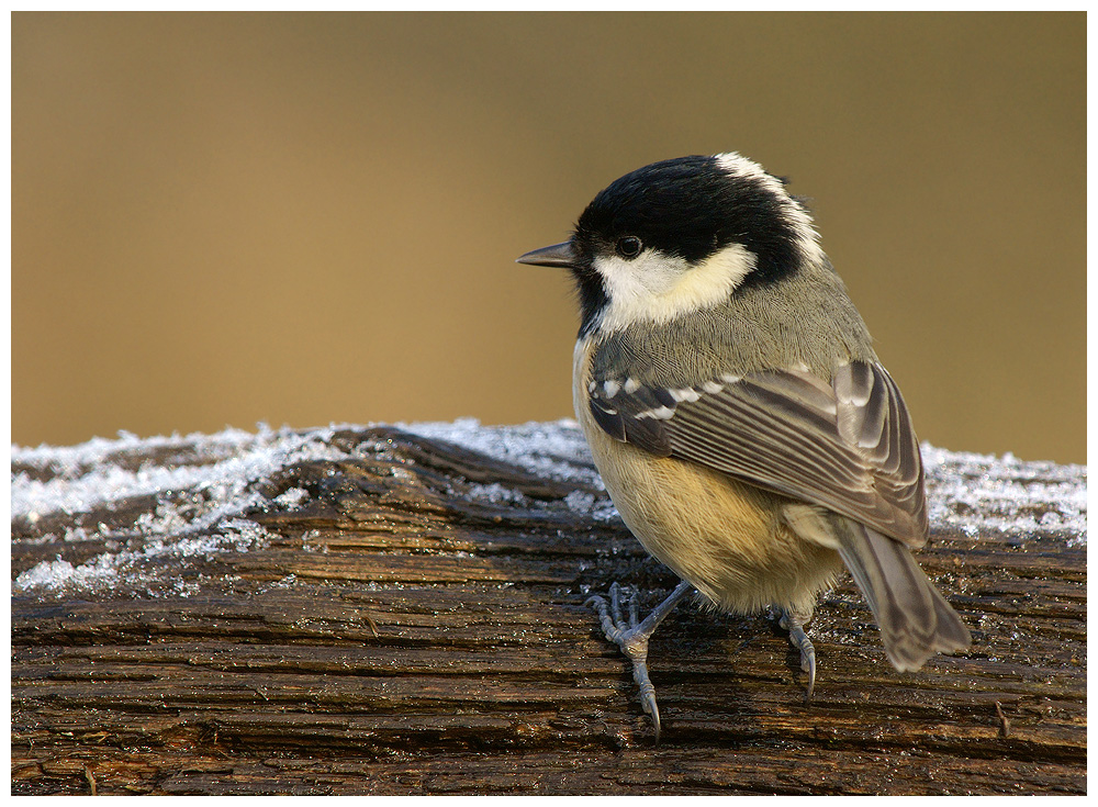 Coal Tit