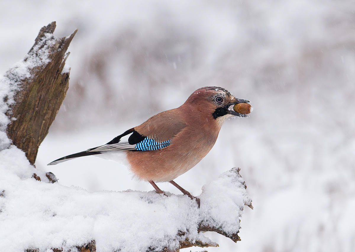 Winter Jay ( No 2 )