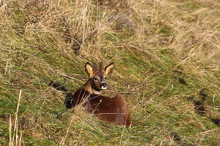 Roe Deer