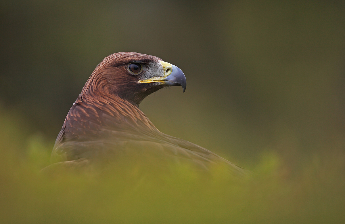 Golden Eagle (C)