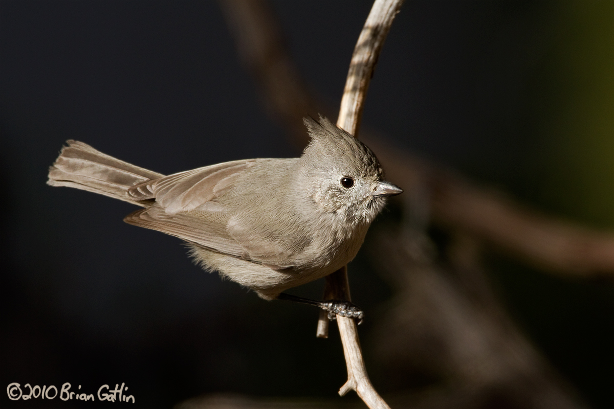 Juniper Titmouse