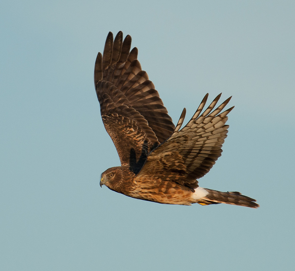 Northern Harrier