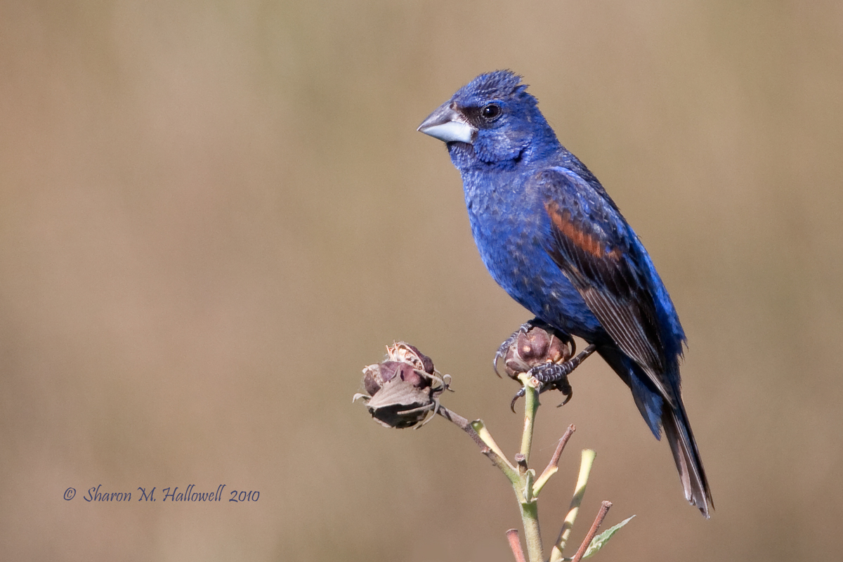 Blue Grosbeak