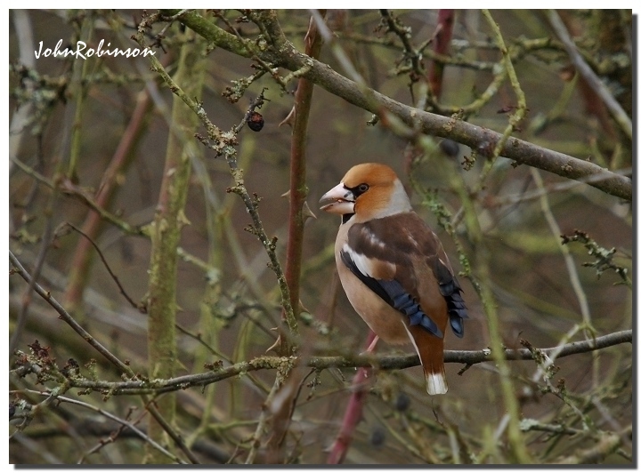 Hipfinch !