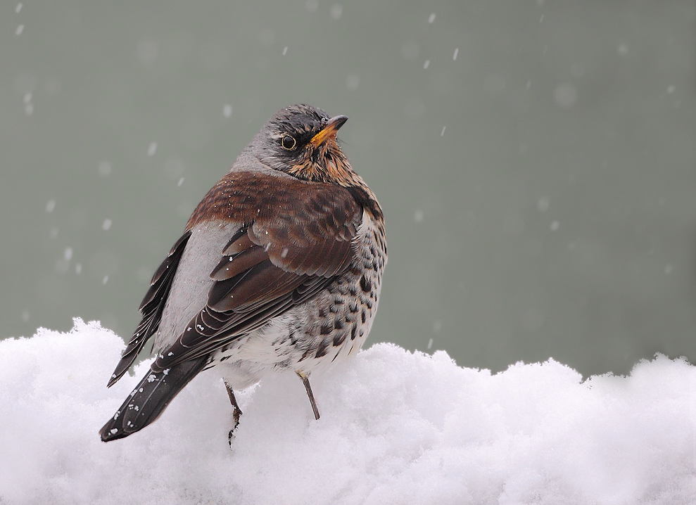 Fieldfare in the Snow