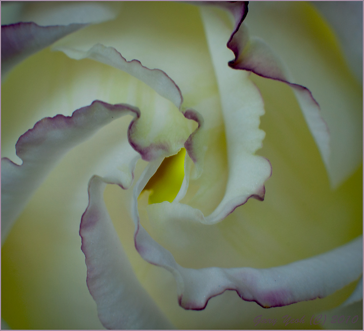 Lisianthus 