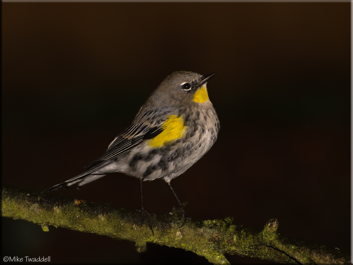 Audubon's Warbler