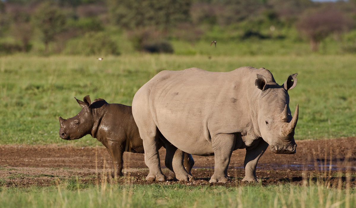 White Rhinos