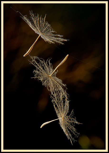 Balancing Act