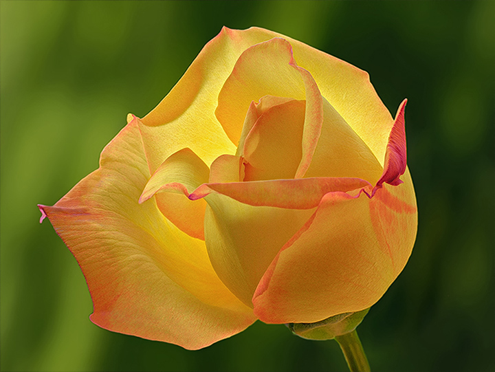 A rose of May