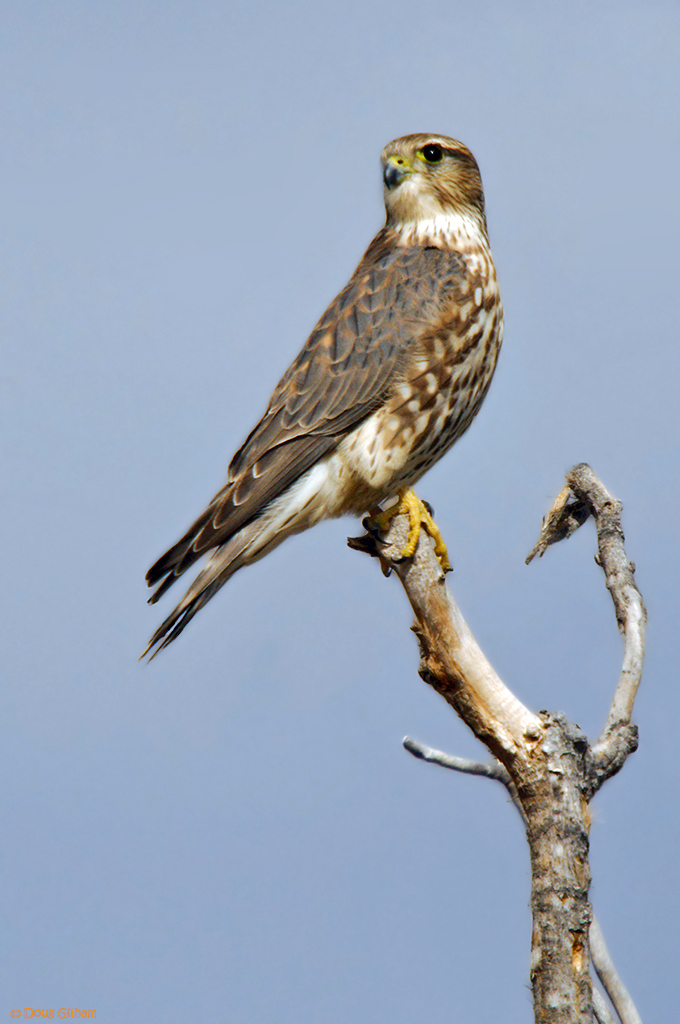 Merlin