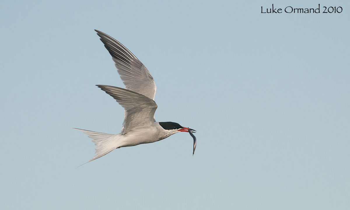 Tern w/Sand Lance