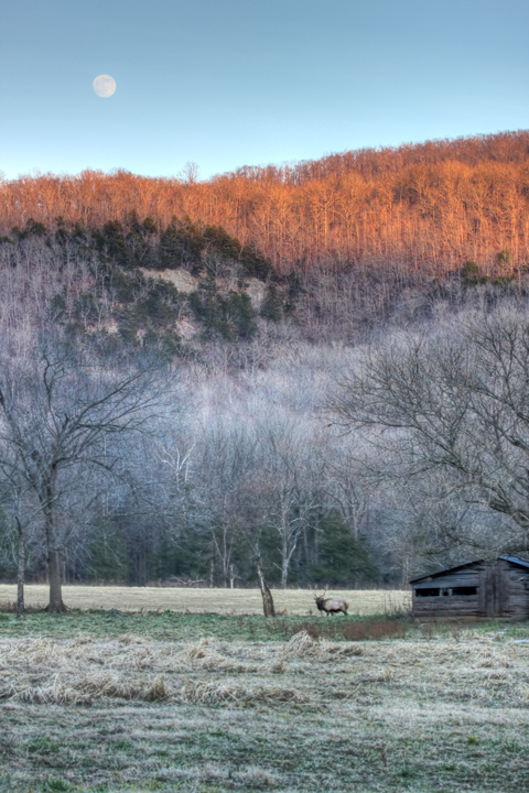 Elk and Moon