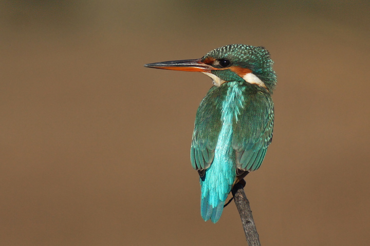 Kingfisher