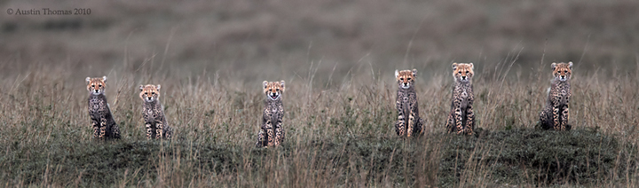 6 Cheetah cubs in a row